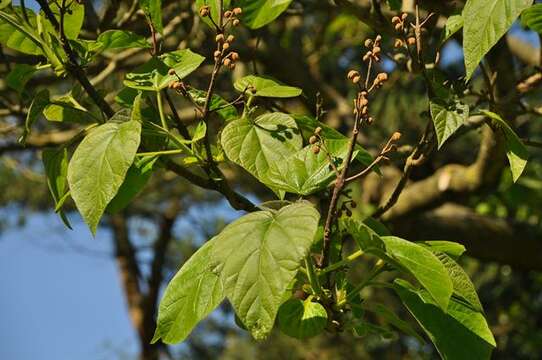 Image of paulownia