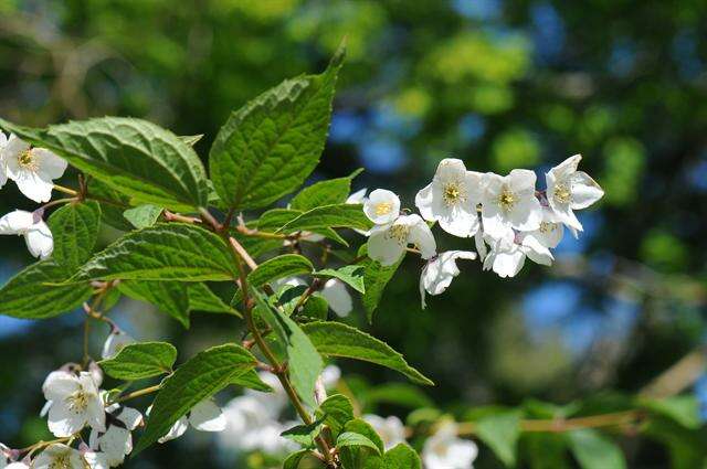 Image of <i>Philadelphus purpurescens</i>