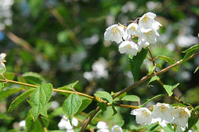 Image of <i>Philadelphus purpurescens</i>