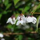 Image of <i>Philadelphus purpurescens</i>