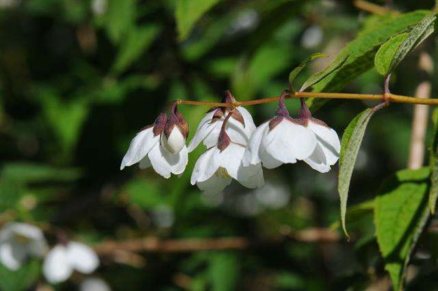 Image of <i>Philadelphus purpurescens</i>