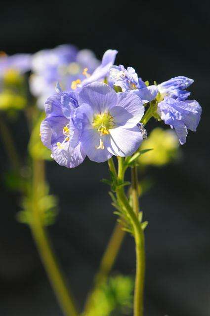 Слика од Polemonium