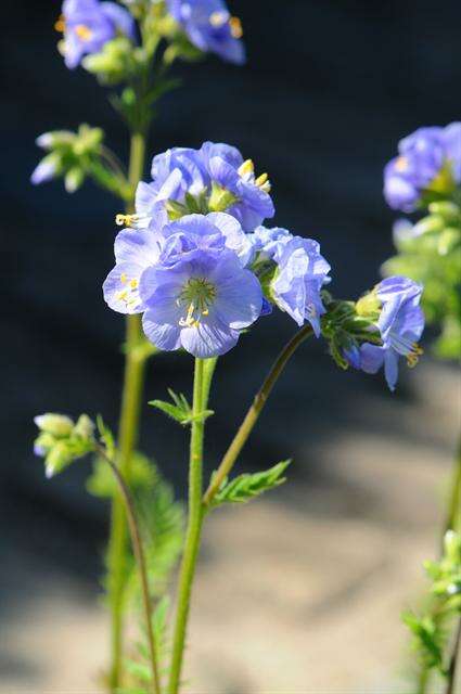 Слика од Polemonium