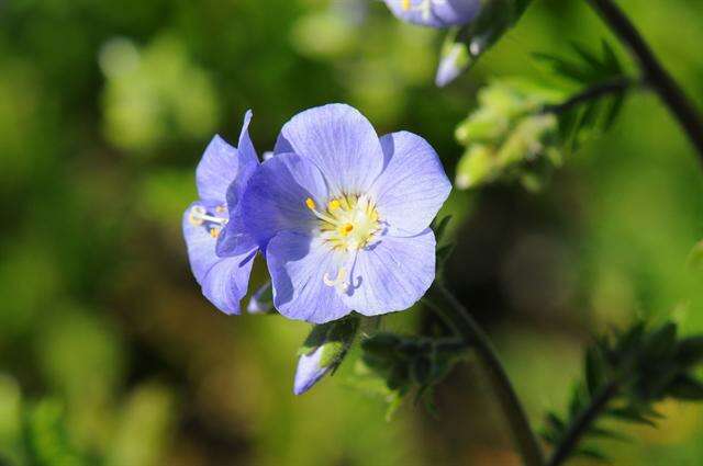 Слика од Polemonium