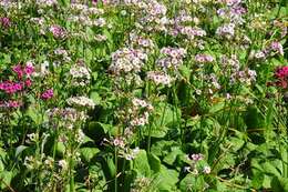 Primula japonica A. Gray resmi