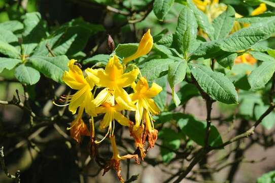 صورة Rhododendron japonicum (A. Gray) Suringar