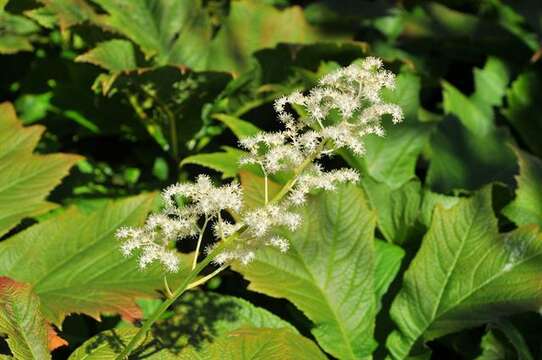 Image of Rodgersia