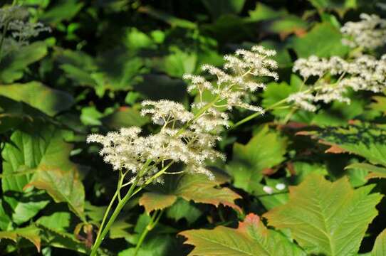 Image of Rodgersia