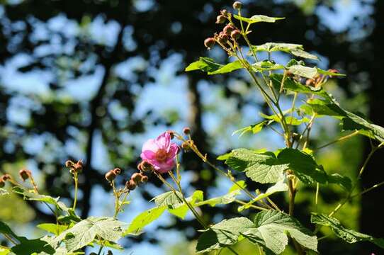 Image of American bramble