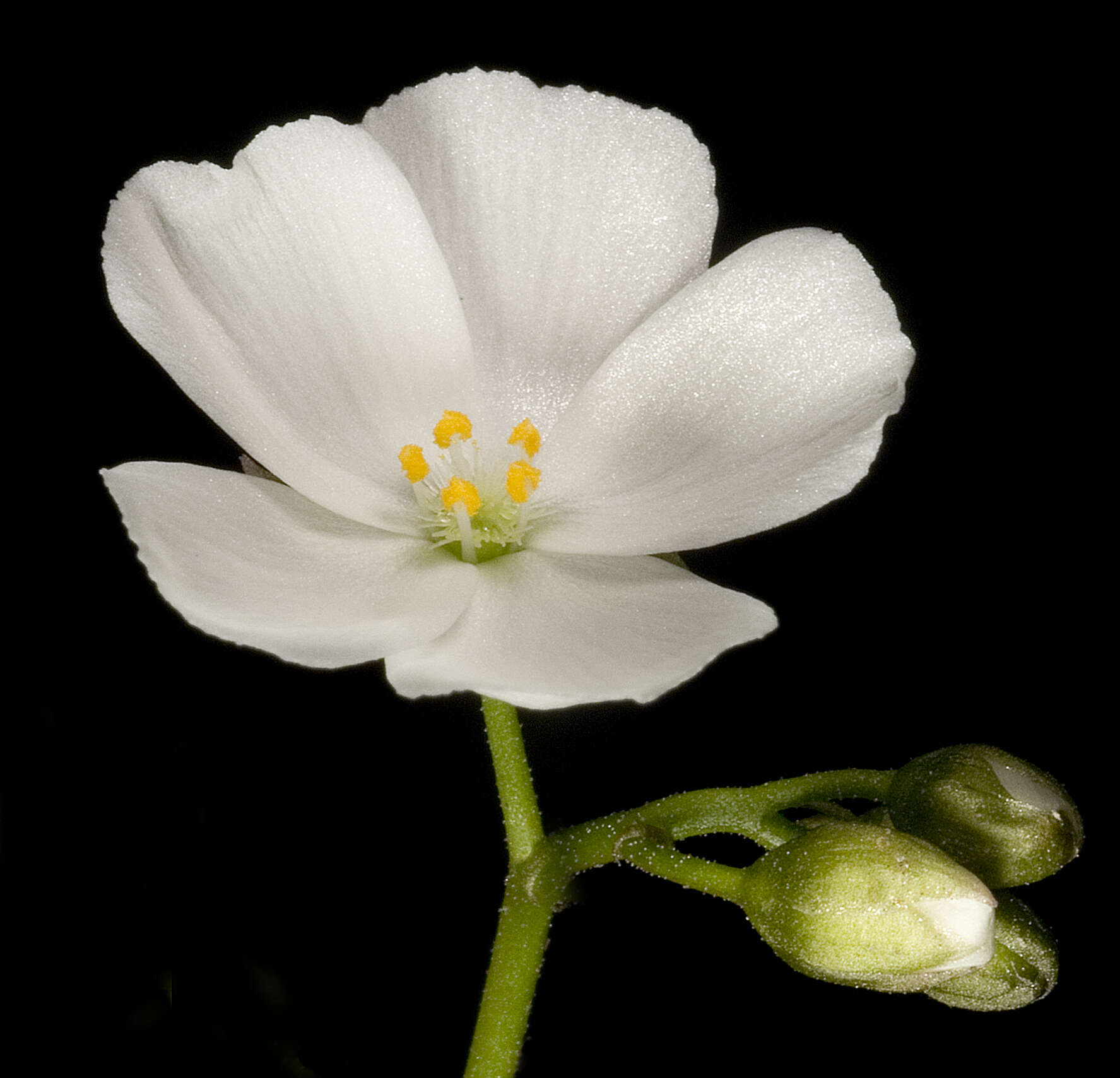 صورة Drosera stolonifera subsp. porrecta (Lehm.) N. Marchant & Lowrie