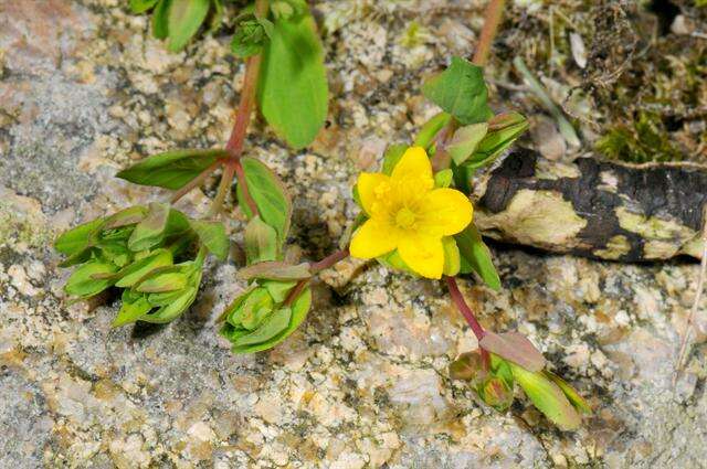 Image of St John's-wort