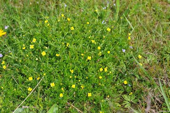 Image of cinquefoil