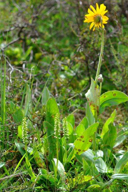 Image of Bog orchid