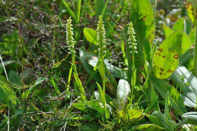 Image of Bog orchid