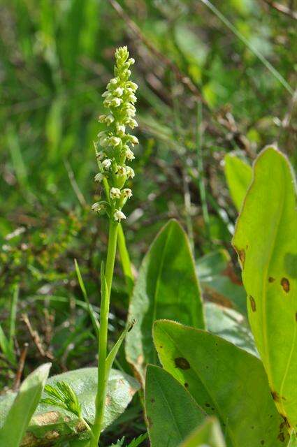 Image of Bog orchid