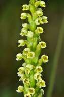 Image of Bog orchid