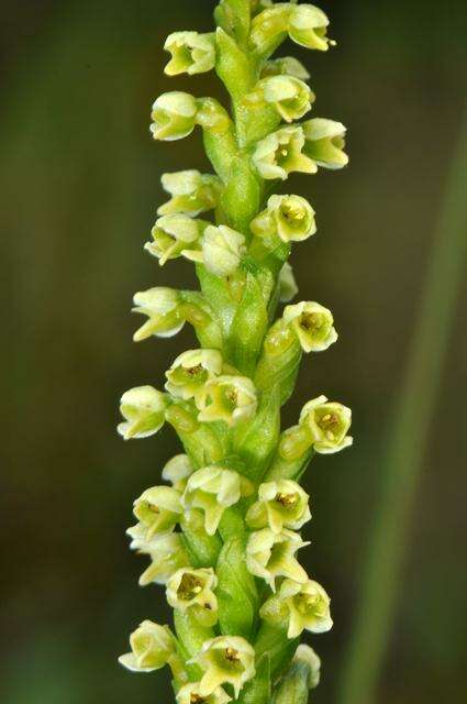 Image of Bog orchid