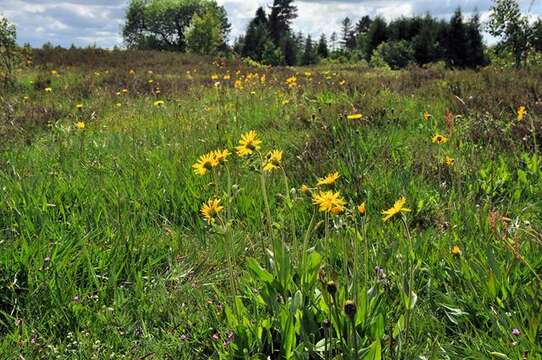 Image of arnica