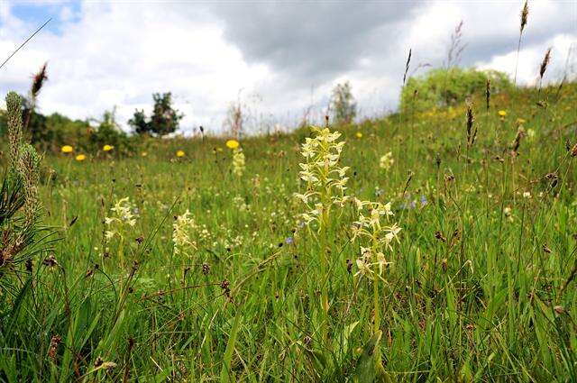 Image of Fringed orchids