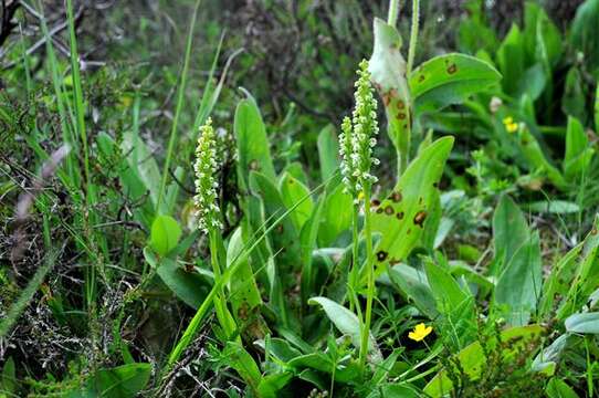 Image of Bog orchid