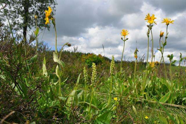 Image of Bog orchid