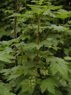 Image of currant