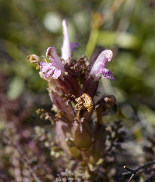 Imagem de Pedicularis sylvatica L.