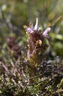 Image of lousewort