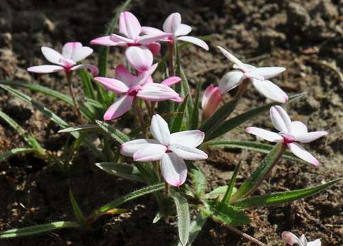 Image of Rhodohypoxis