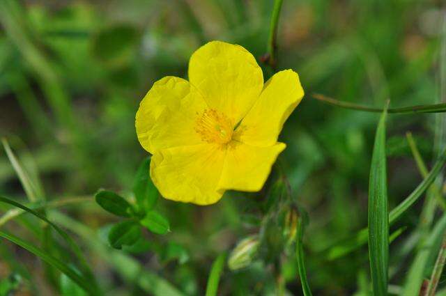 Image of Helianthemum nummularium subsp. obscurum (Celak.) J. Holub