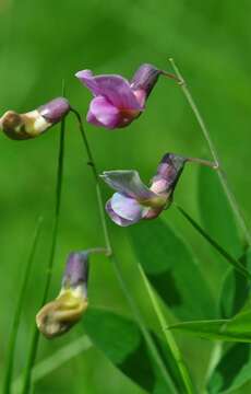 Lathyrus linifolius (Reichard) Bassler resmi