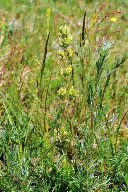 Silene otites (L.) Wibel resmi