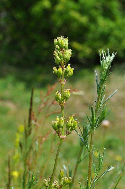 Silene otites (L.) Wibel resmi