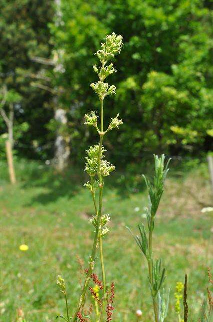 Silene otites (L.) Wibel resmi