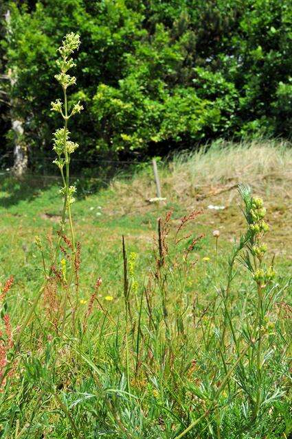 Silene otites (L.) Wibel resmi