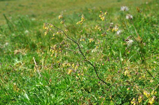 Image of lesser meadow-rue