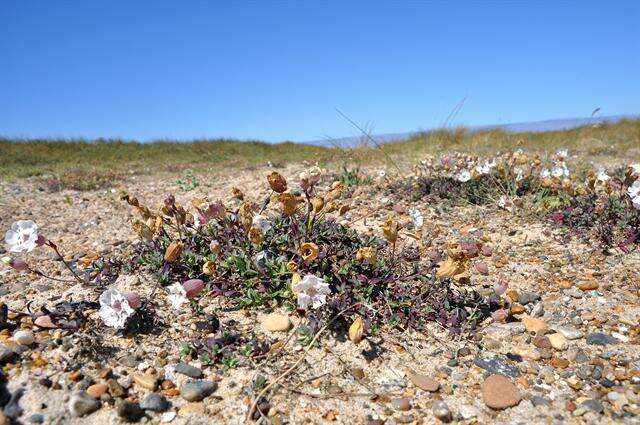 Image of sea campion