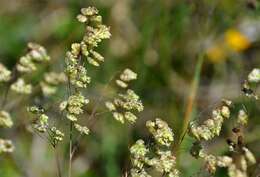 Image of Quaking Grasses