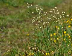 Image of Quaking Grasses