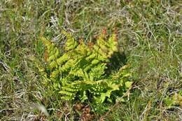 Image of Wood ferns