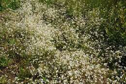 Image of Common Marsh-bedstraw