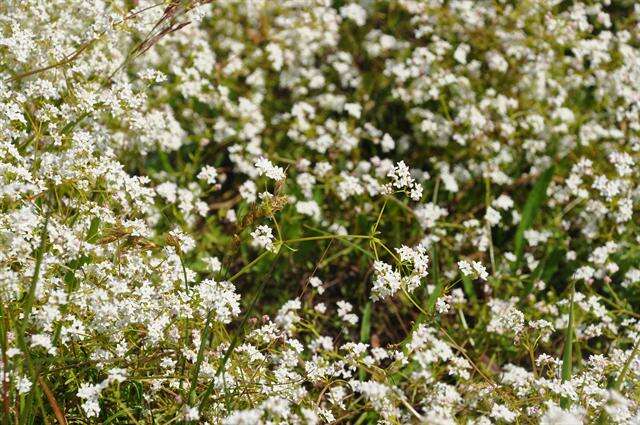 Image of Common Marsh-bedstraw