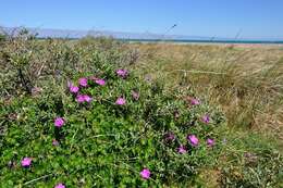 Image of geranium