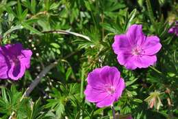 Image of geranium