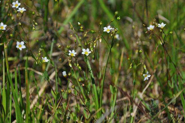 Image of flax family