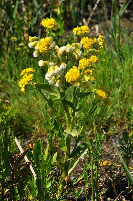 Image de Tephroseris palustris