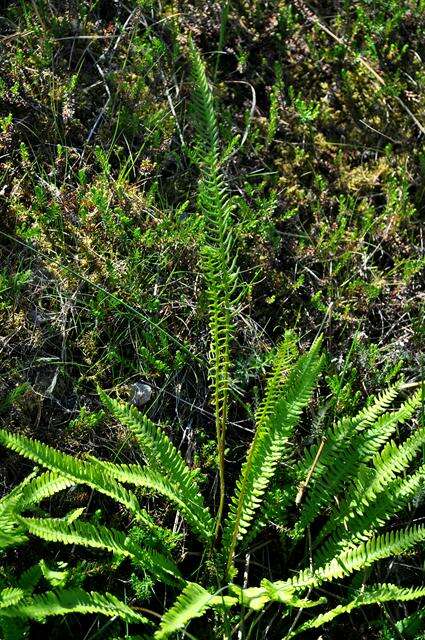 Image of <i>Blechnum spicant</i>