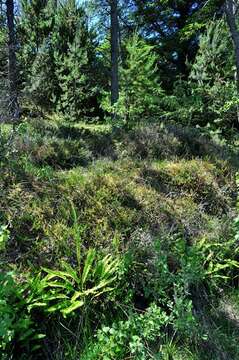 Image of <i>Blechnum spicant</i>