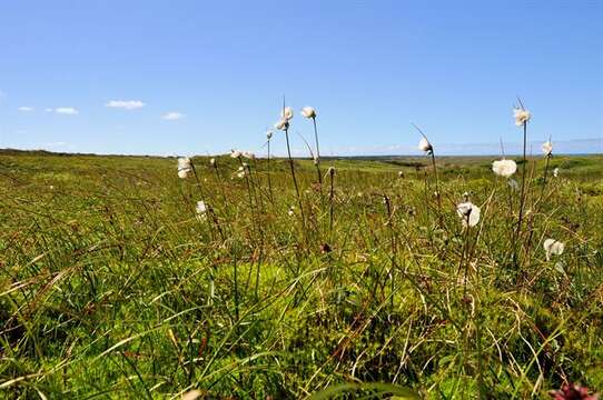 Image of cottongrass