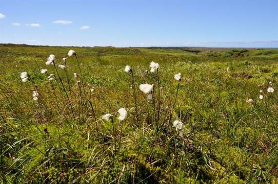 Image of cottongrass